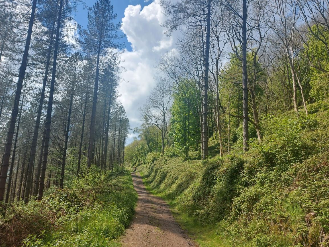 woods